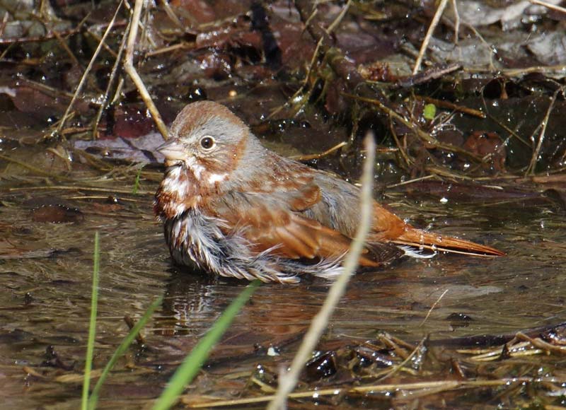 Fox sparrow bathing