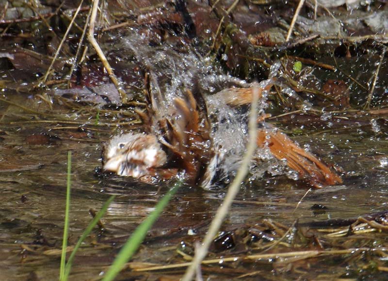 Fox sparrow bathing