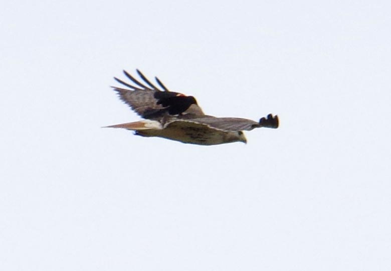 Red-winged blackbird landing on red-tailed hawk