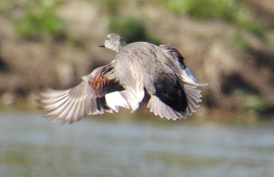 Male gadwall in flight