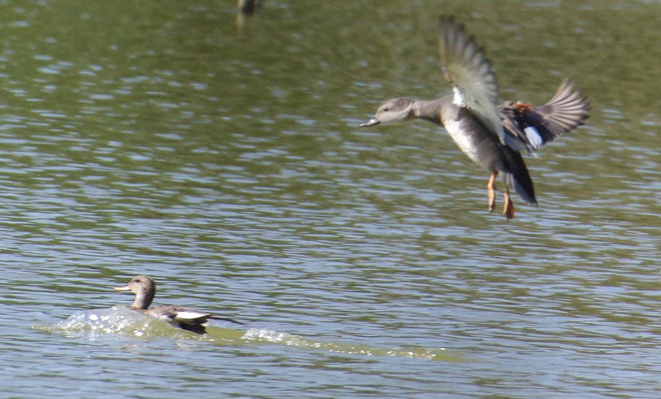 Male gadwall to land near female gadwall