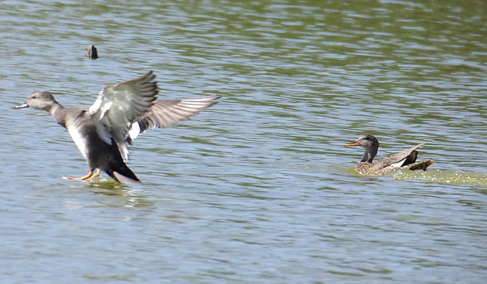 Male gadwall - touchdown
