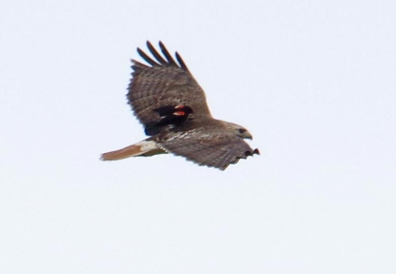 Red-winged blackbird on red-tailed hawk
