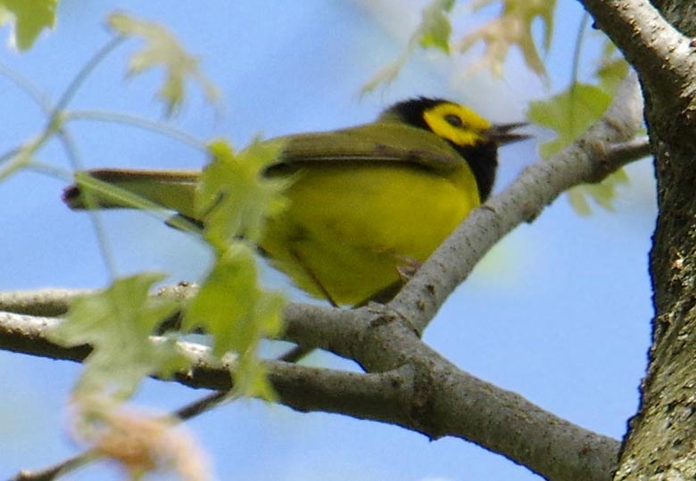 Hooded warbler, singing
