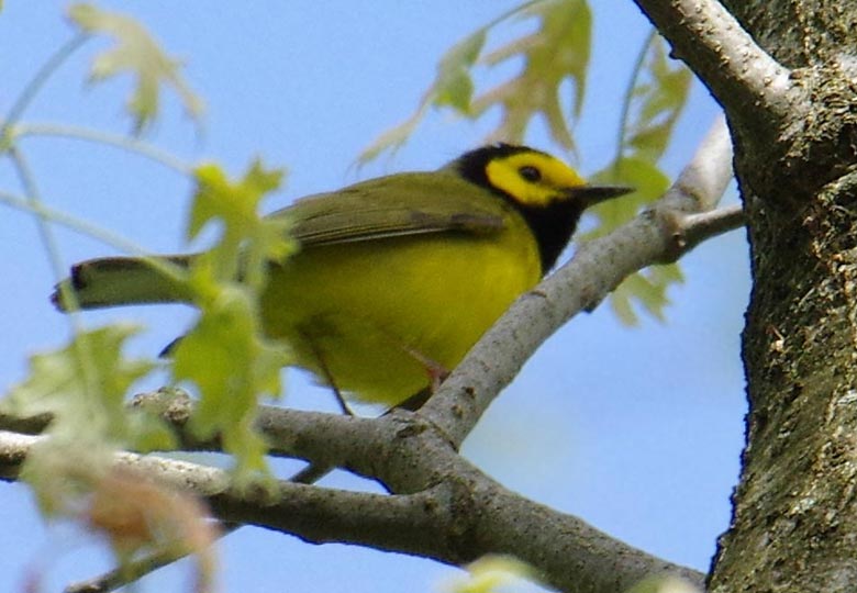 Hooded warbler