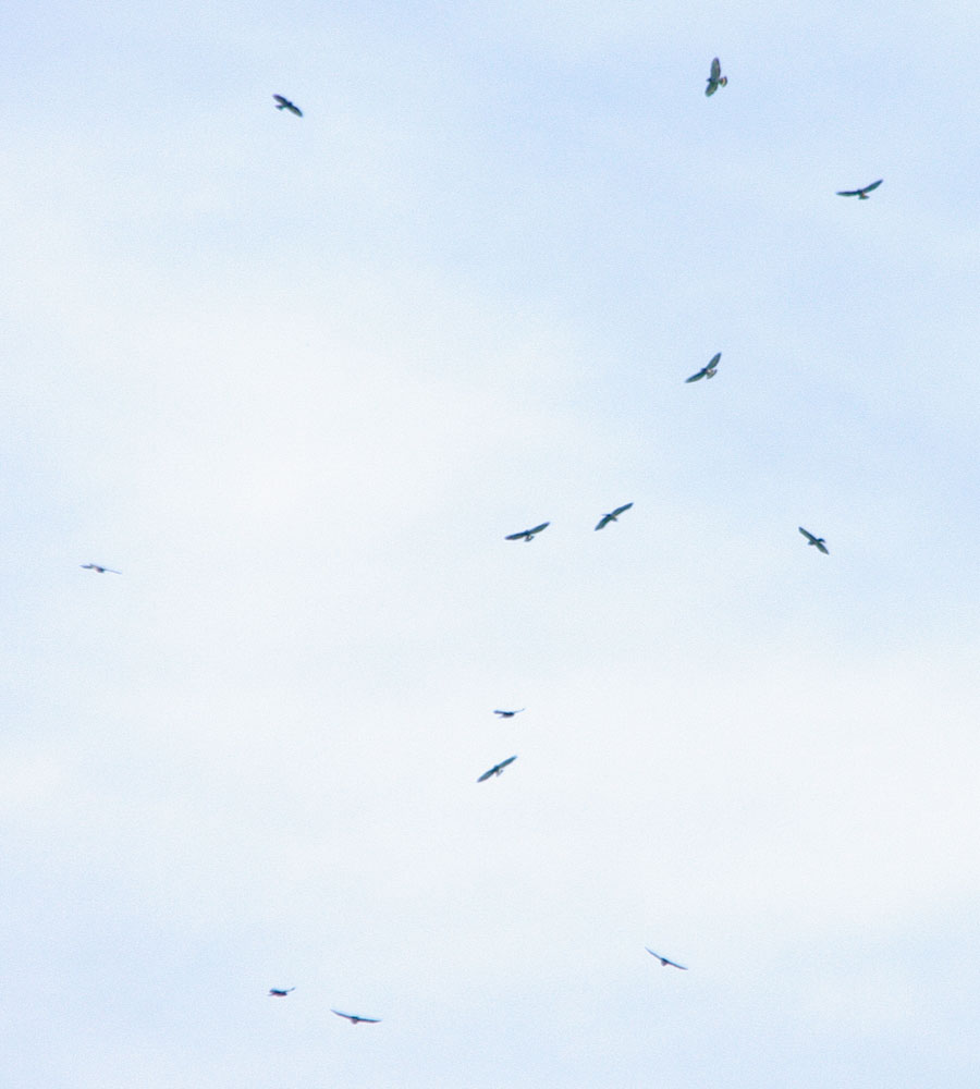 A kettle of broadwings