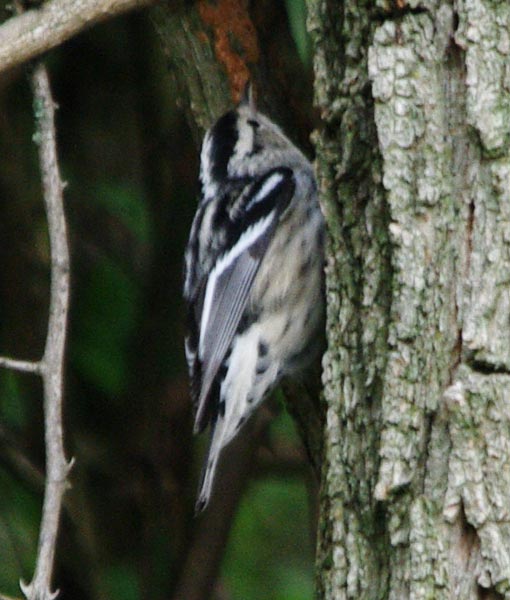 Black-and-white warbler