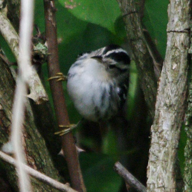 Black-and-white warbler