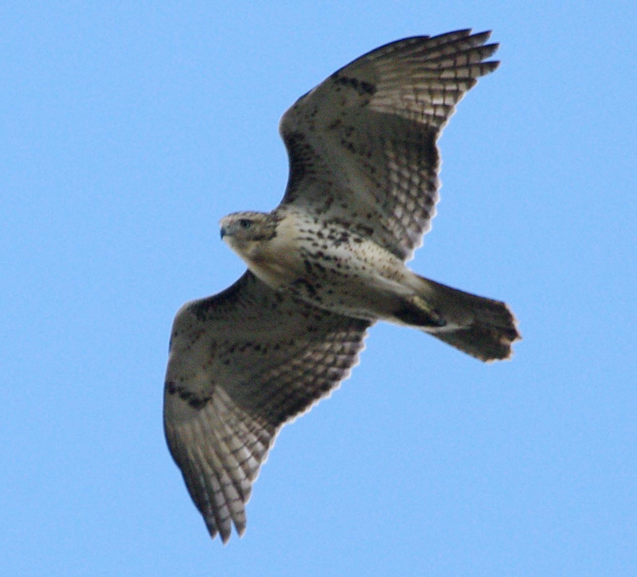 Red-tailed hawk staring