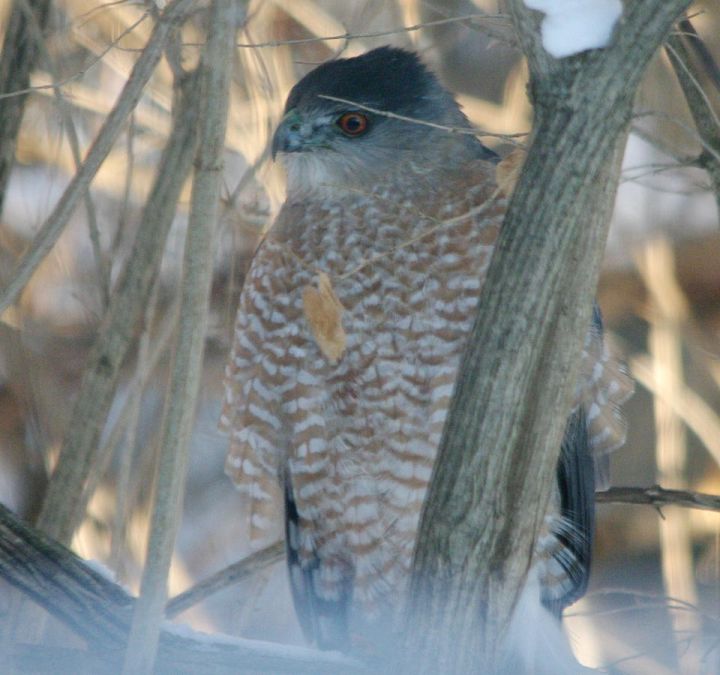 Cooper's hawk in bramble behind fence
