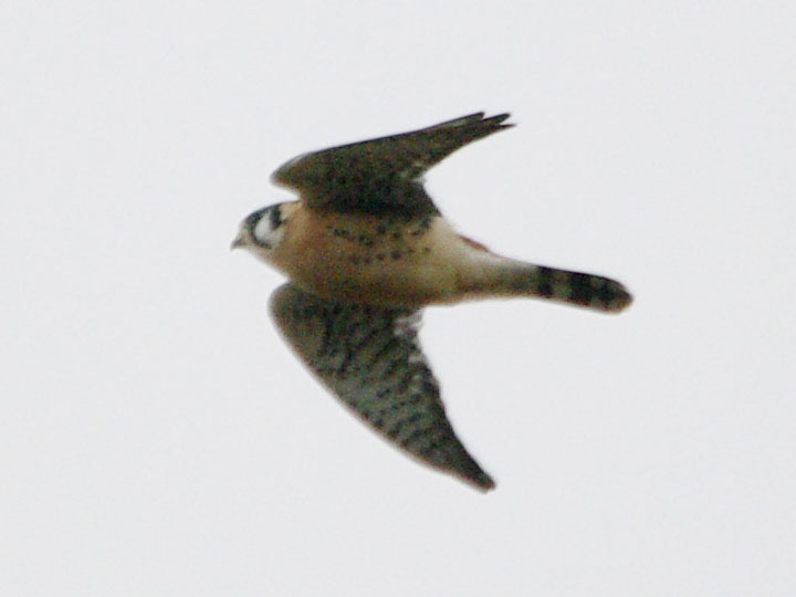 Male kestrel