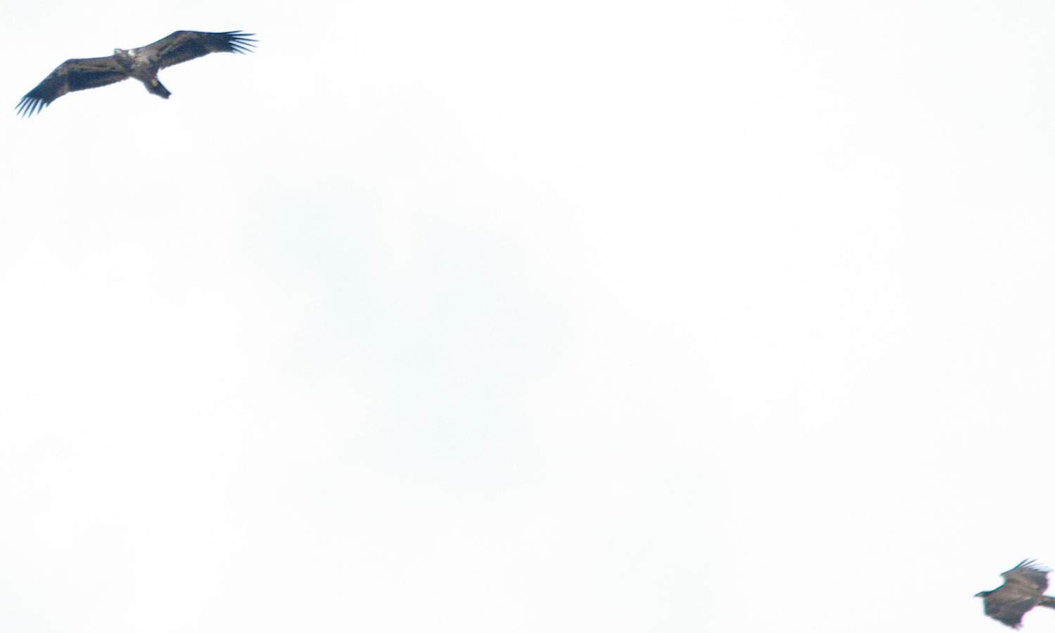 Two juvenile bald eagles flying together