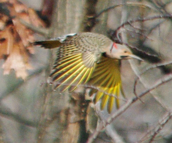 Another flicker in flight