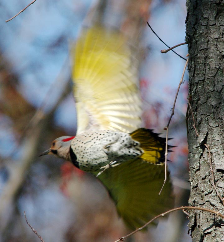 Flicker flash 2