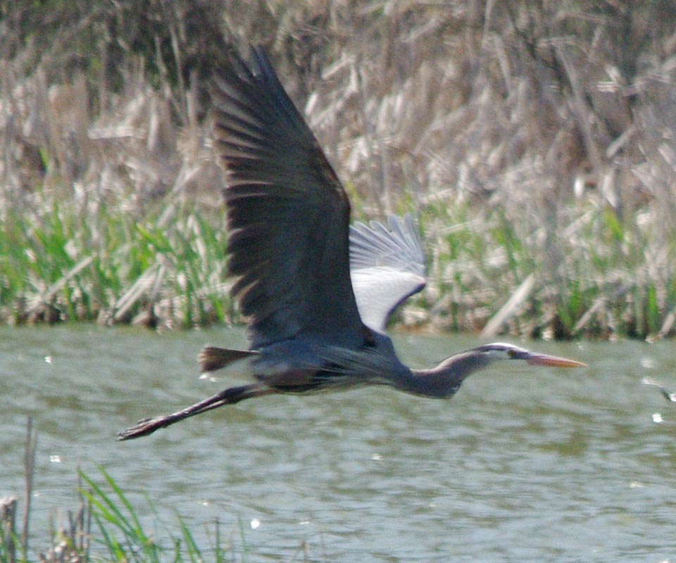 Great blue heron overhead