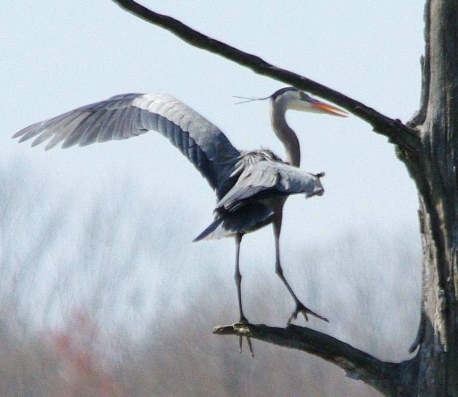 Great blue heron leaving