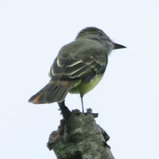 Great crested flycatcher