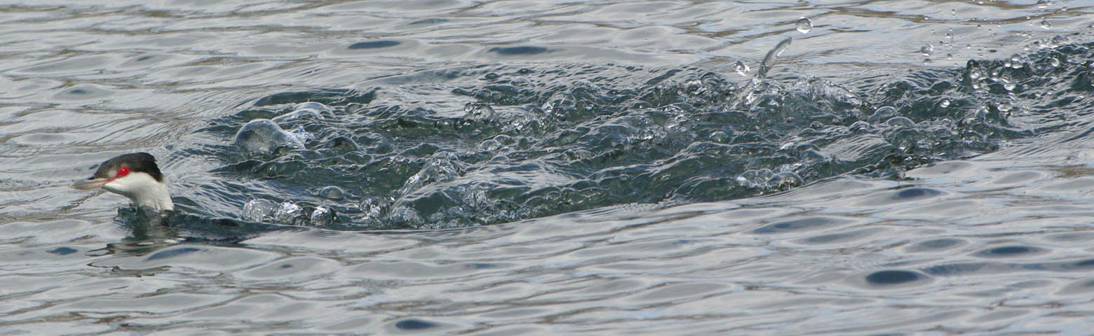 Immature horned grebe having fun
