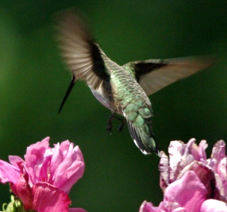 Female hummer maneuvering into position