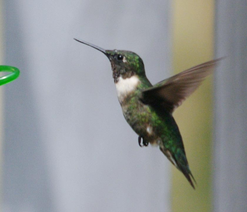 Male hummer