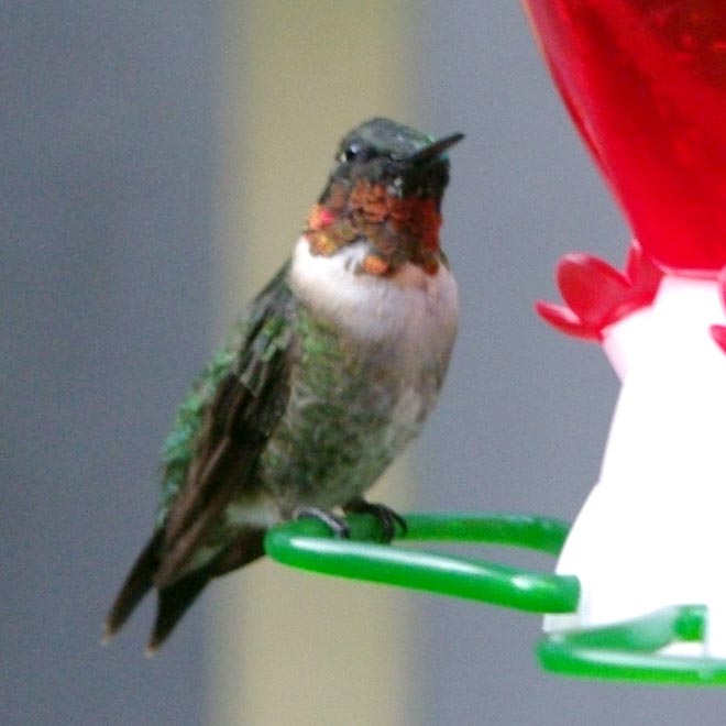 Male ruby-throated hummingbird