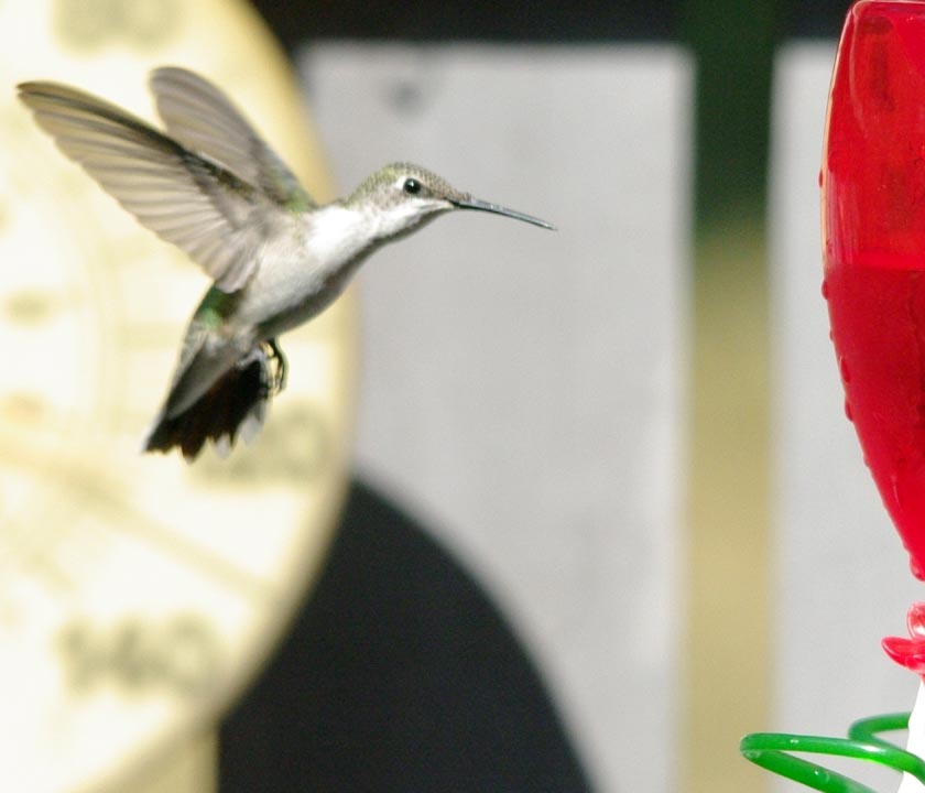 Hummer inspects feeder