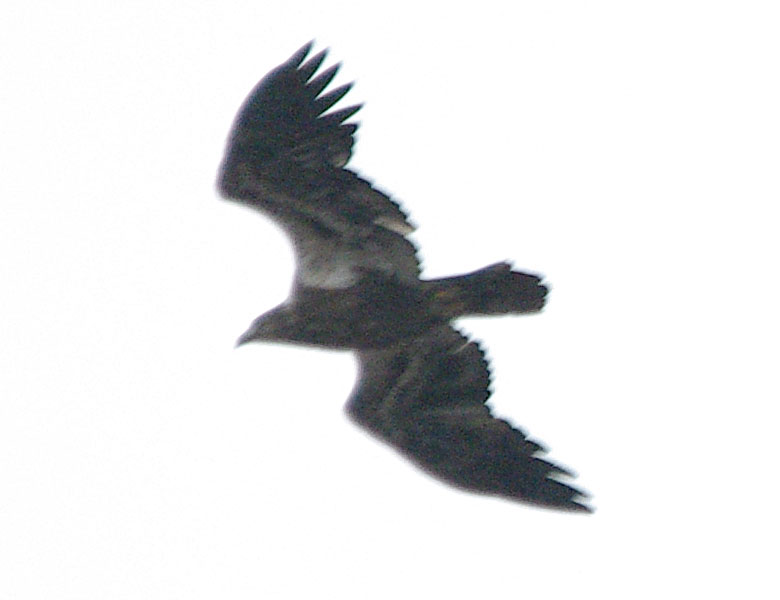 Juvenile bald eagle