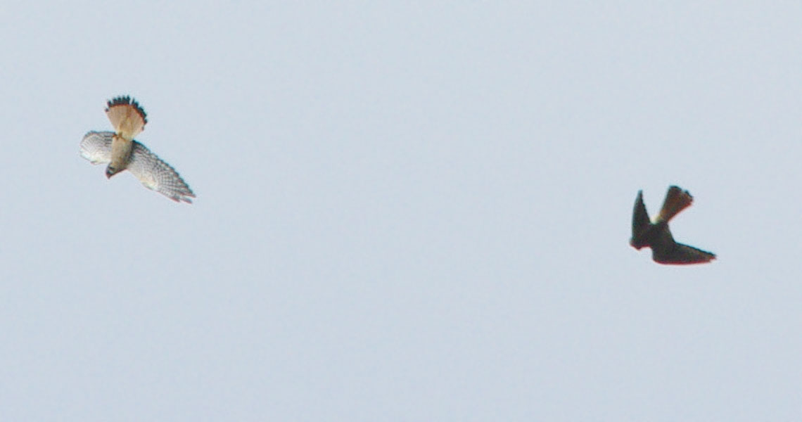 Two kestrels, back to back