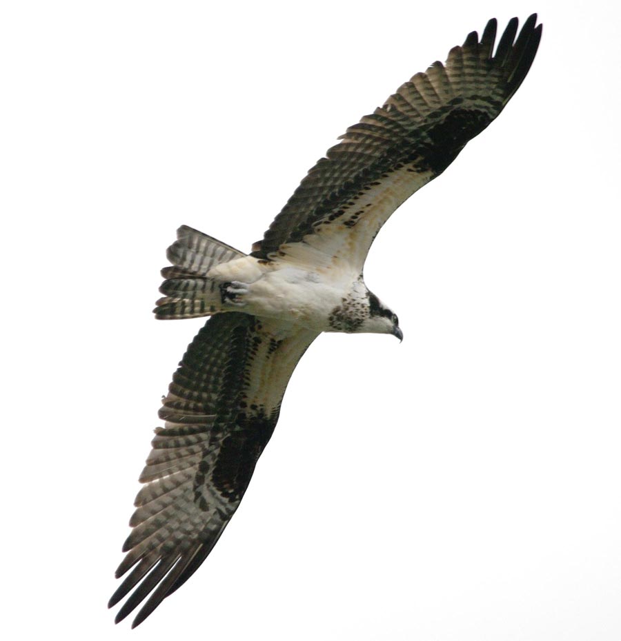 Osprey overhead