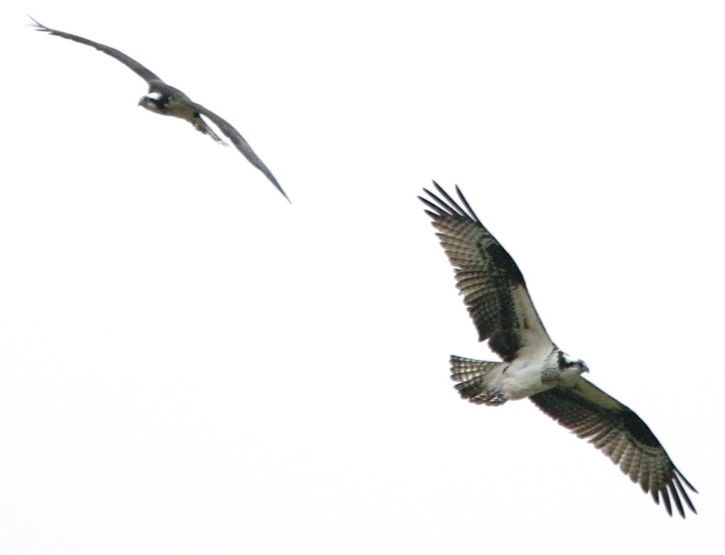 Osprey couple