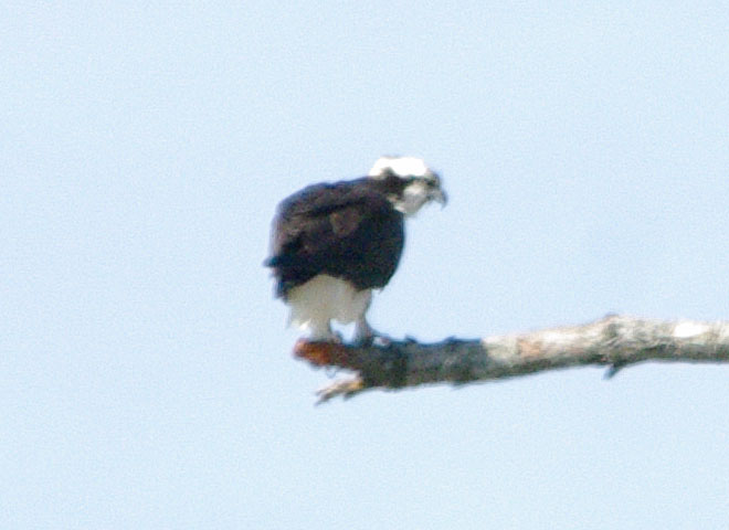 Osprey waiting