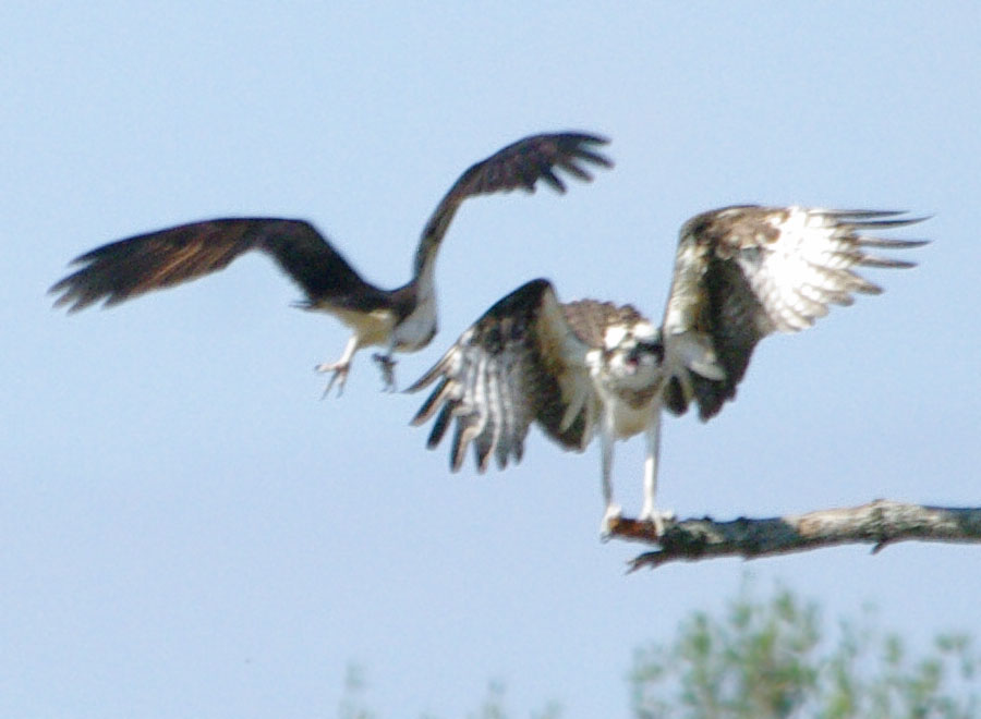 Ospreys meeting 1