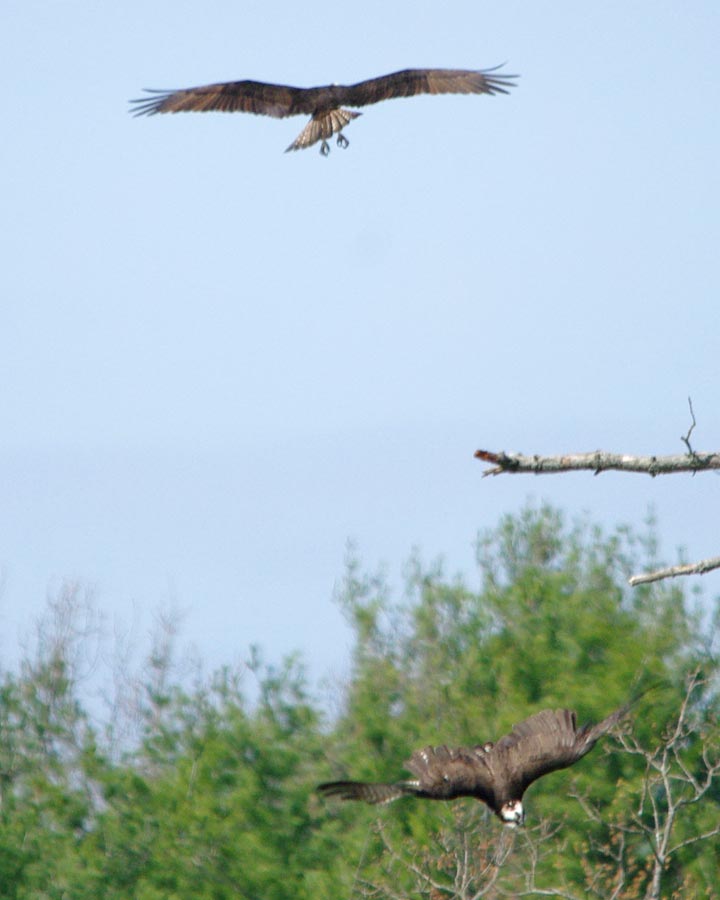 Ospreys meeting 3