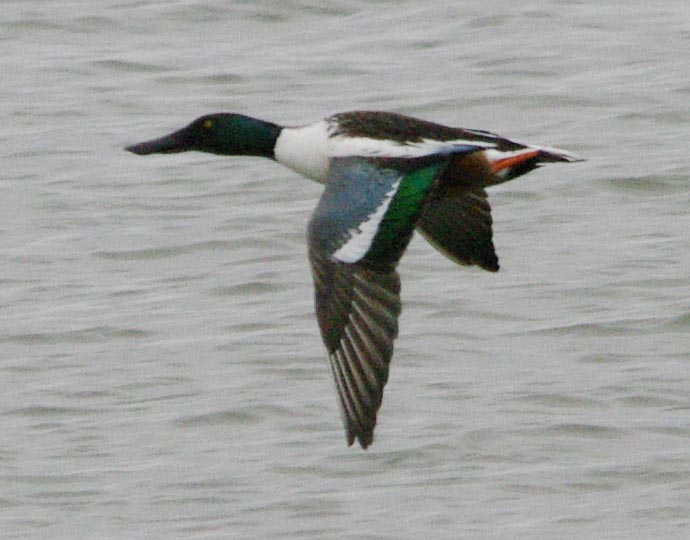 Male northern shoveler