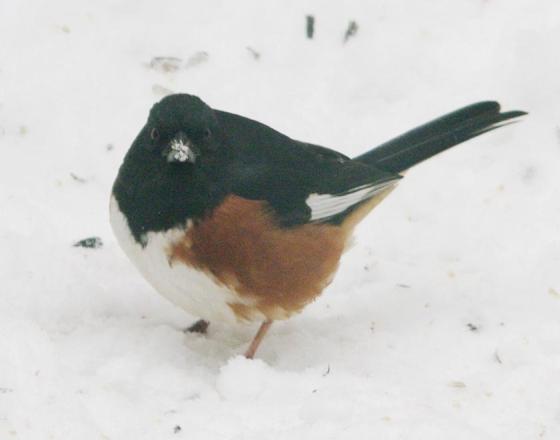 Eastern towhee in snow