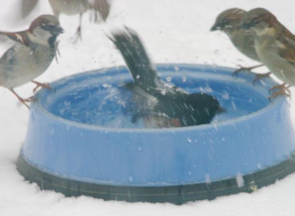 Towhee splashing