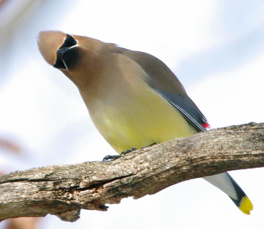 Cedar waxwing look