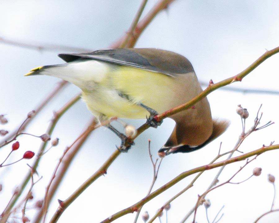 Cedar waxwing bobbing