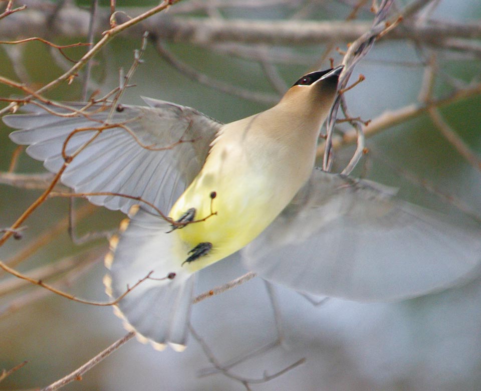 Cedar waxwing flying