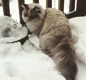In snow
