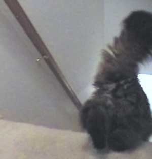 Diving down the stairway