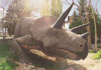 Triceratops