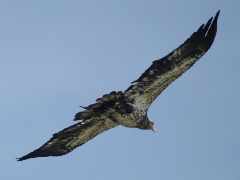 Immature bald eagle