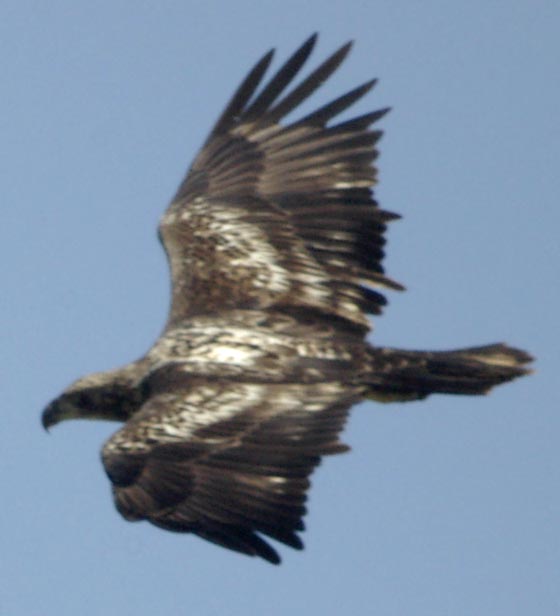 Immature bald eagle