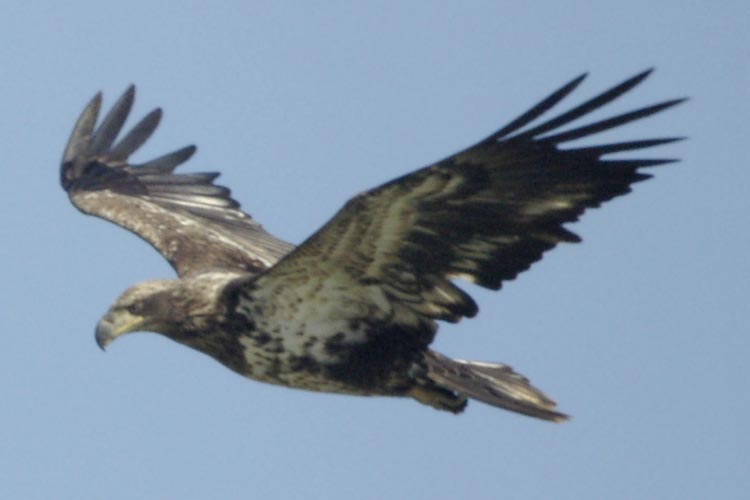 Immature bald eagle, Basic I