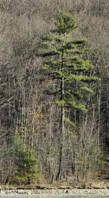 White pine tree with bald eagle nest