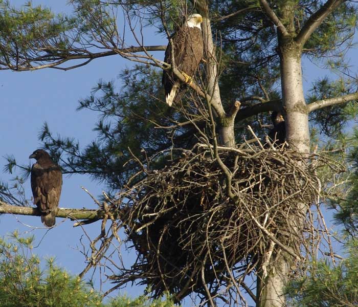 Adult bald eagle, eaglet, and next