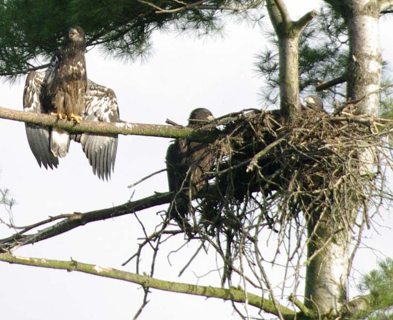 Three BESP bald eaglets