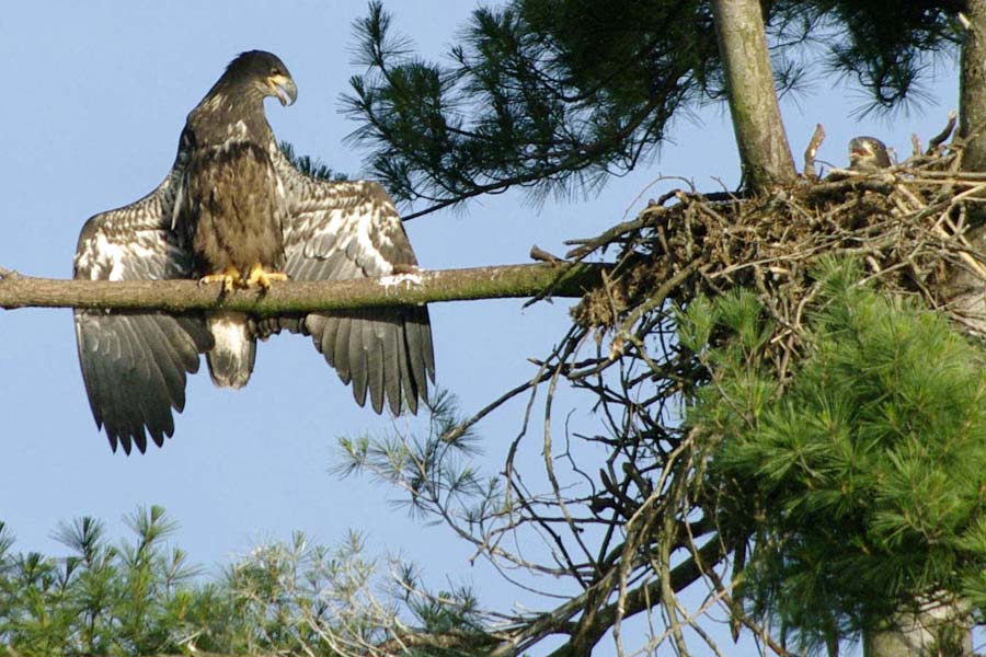 Bald eaglets callings for parents