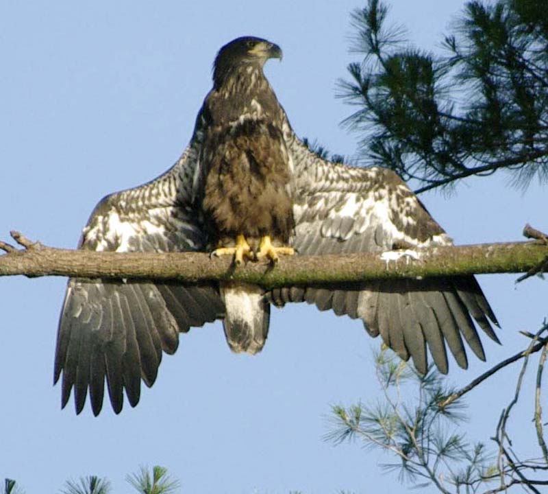 Bald eaglet stretch